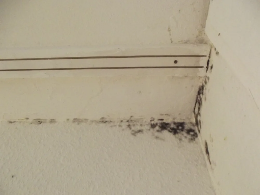 Technician in protective gear removing a mold-damaged wall in a Whites Creek home